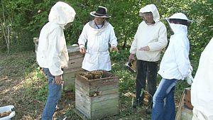 Le varroa détruit chaque année des milliards d'abeilles