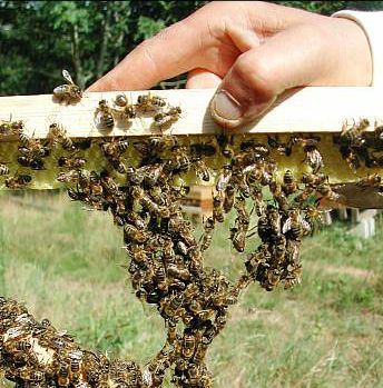 Sans nourrissement important des abeilles, les colonies ne peuvent pas contruire rapidement