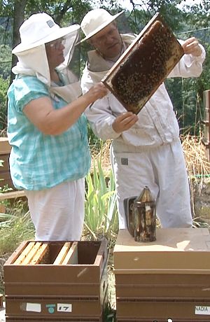 Vente d'essaims d'Abeille Noire française.