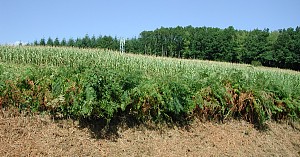 Champ de maïs surplombé par une antène relais GSM, talus rasés