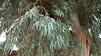 Le Miel d'Eucalyptus du Maroc