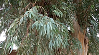 Le Miel d'Eucalyptus du Maroc