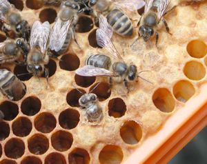 Voici la naissance d'une abeille