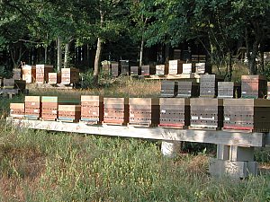 Le Parrainage de ruche : Comment parrainer une ruche, dans quelle optique ?