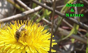 Bienvenue dans le monde de l'apiculture.