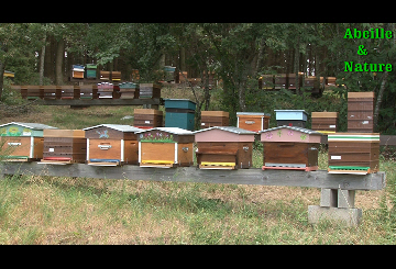 Elever Des Abeilles Dans Son Jardin