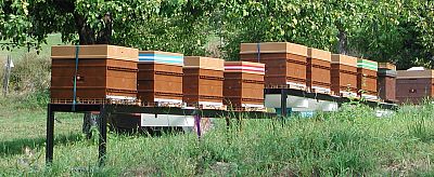 Vente de Ruche et d'essaims d'abeilles de l'année