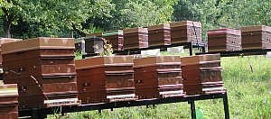 Ruche plastique - Ruches plastiques. Notre élevage d'abeille noire