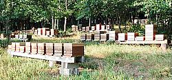 Vente de Ruche et d'essaims d'abeilles de l'année
