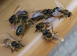 L'abeille noire, une abeille rustique