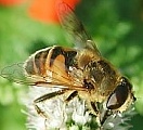 Le cours d'apiculture par internet