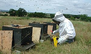 Le Parrainage a du bon quand il permet de lancer un jeune, respectueux des abeilles