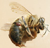 prédateur d'abeilles, le Varroa est un fléau qui décîme les colonies